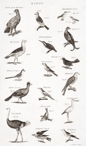 Verschillende soorten vogels